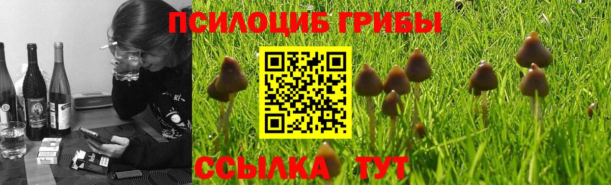 Нарткала  Галлюциногенные грибы Psilocybe  Вход с VPN 